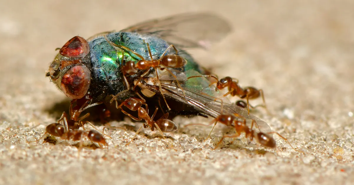 Chirurgii insecte – Citiți ce i-a făcut o furnică colegului ei bolnav