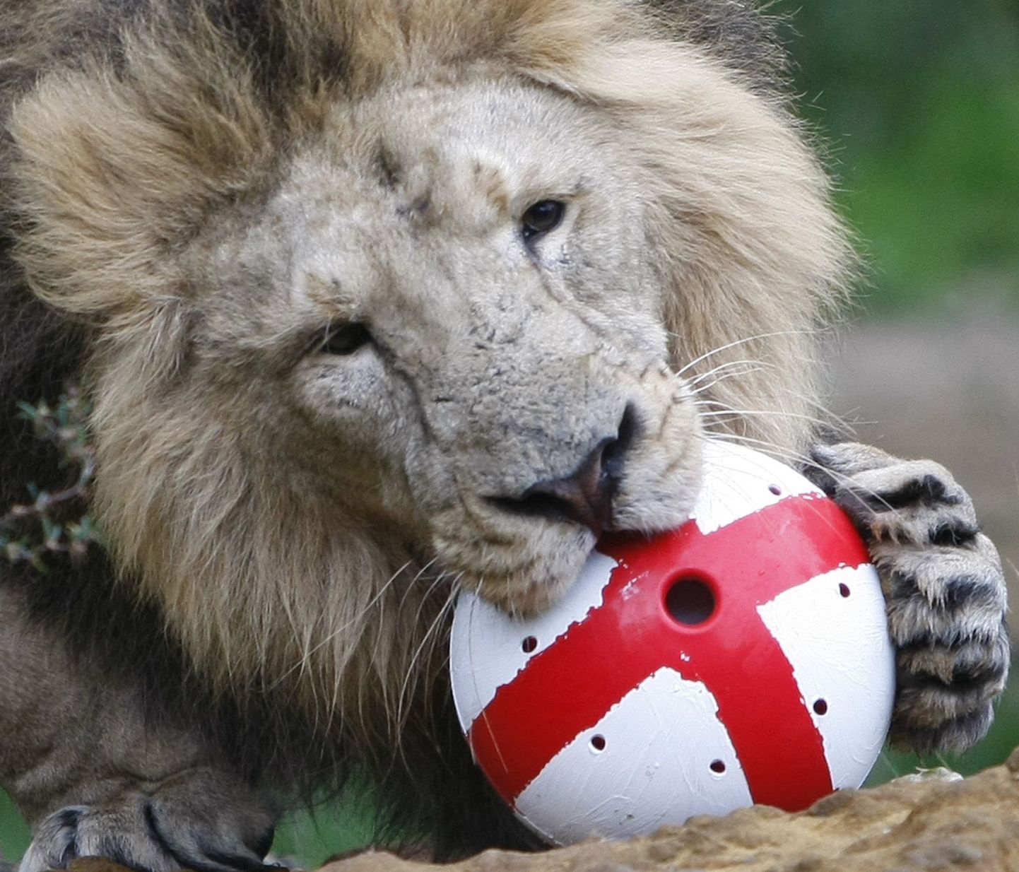 Lõvi Londoni loomaaias jalgpalliga mängimas.