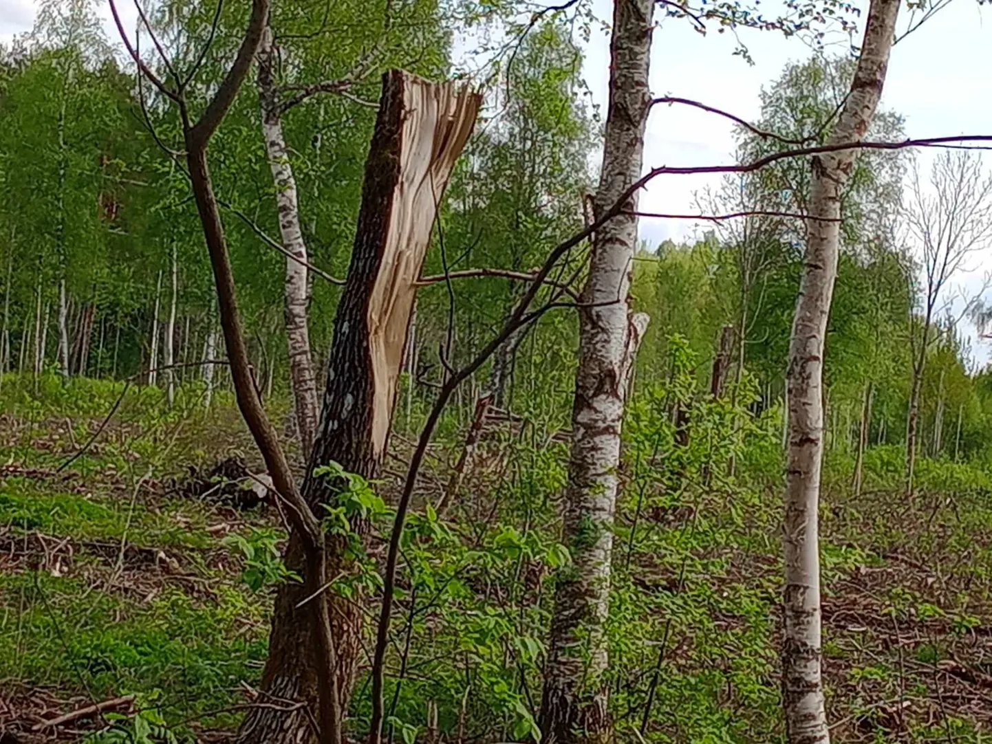 Metsaseaduse järgi peabki lageraielangil selliseid säilikpuud alles jätma.