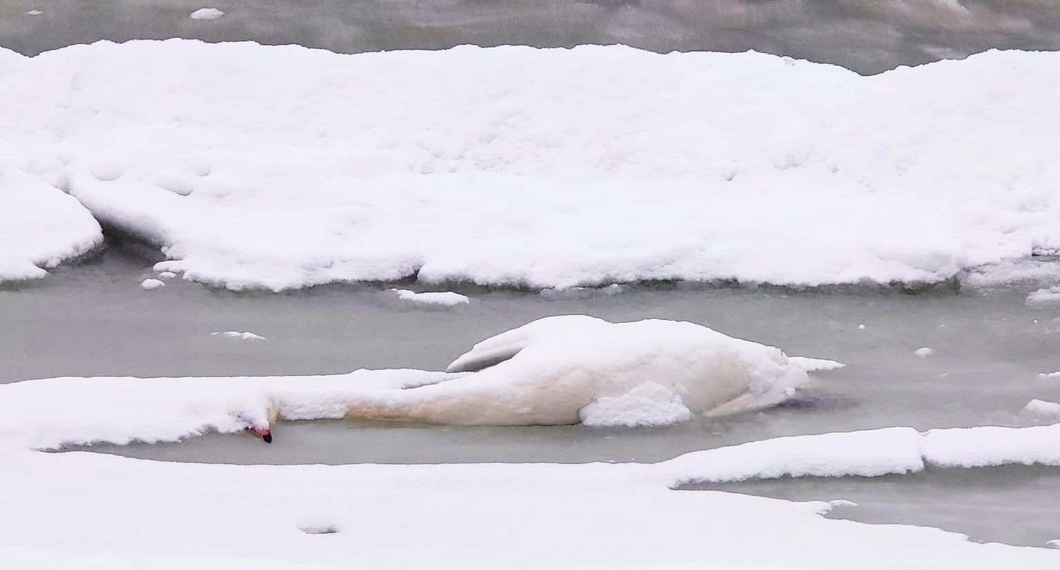 Мертвый лебедь на пляже Пирита.