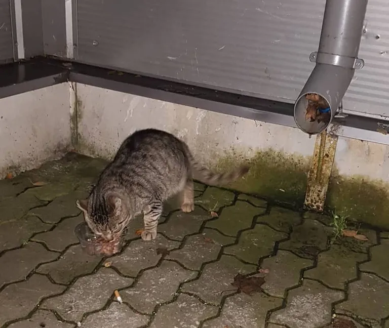 Nipernaadi tänaval