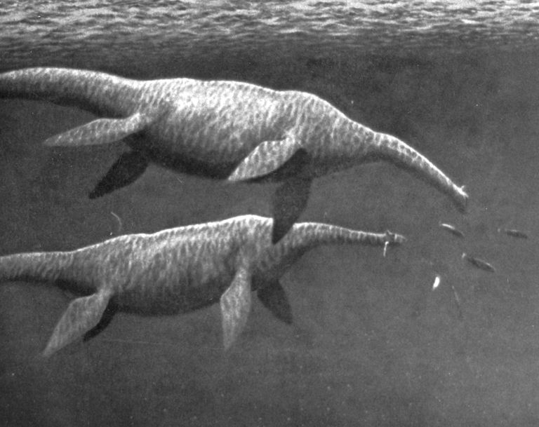 Joonistus, millel on kujutatud eelajaloolisi veeloomi plesiosauruseid