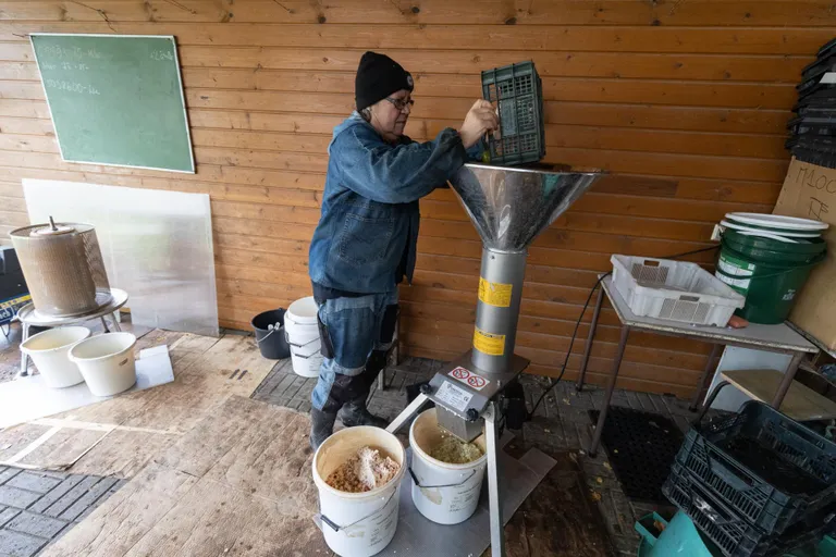 Teine samm: õunad purustajasse. Nüüdisaegsesse purustajasse võib kastide viisi õunu korraga sisse valada. Pole tarvis ükshaaval toppida. Nii ei võta mahlategu tervet päeva.