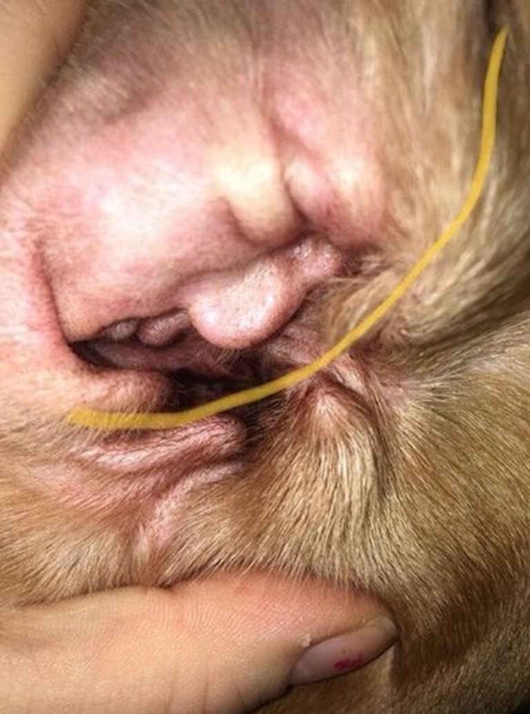 Donald Trumpi kujutis koera kõrvakortsudes