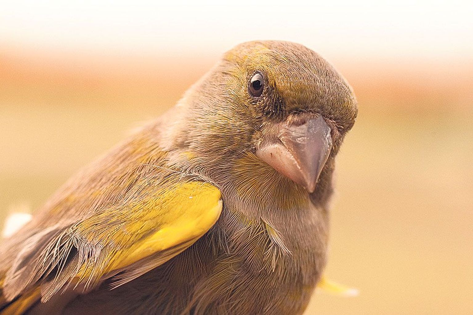 Karotenoidid annavad rohevindi sulestikule kollast pigmenti ja tugevdavad linnu tervist.