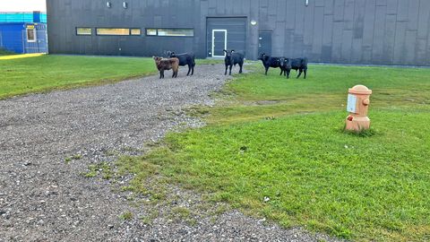 PÄEVAPILT ⟩ Kuressaare sportlikud linnaloomad