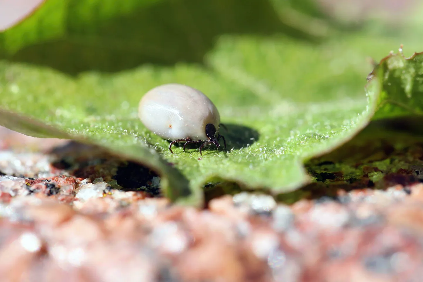 Eestis levinud puugiliikidest on haiguste levitajatena ohtlikud võsapuuk (Ixodes ricinus), pildil on täissöönud puuk.