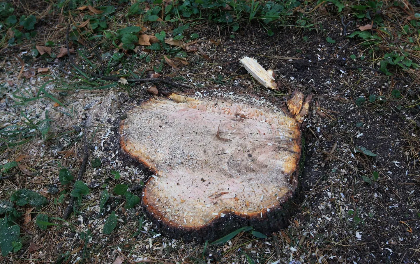Uueturu parki 2000. aastate alguses istutatud männid võeti maha.