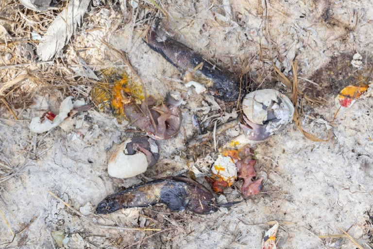 Sangelaiult leiti mullu riikliku seire käigus inimese tapetud kormoranipojad, nende kõrval lebasid ümarmudilad ja ogalikud, mida vanalinnud olid poegadele toiduks toonud.