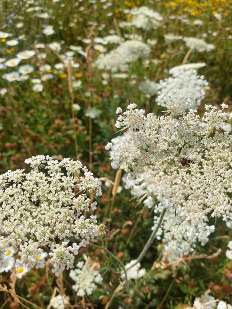Pilt on tehtud Tartu kaubamaja esises lillemurus.