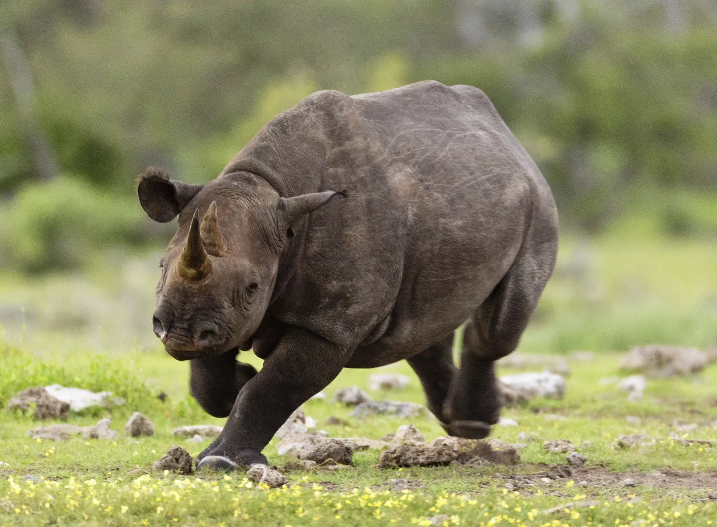 Must ninasarvik Etosha rahvuspargis Namibias.