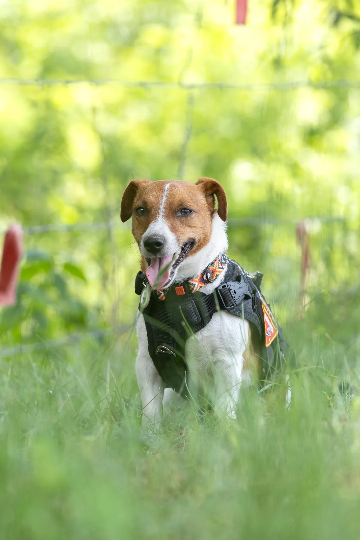 Patron, the Jack Russell Terrier mine detection dog from the demining unit in the Chernihiv region, isn't just famous in his homeland of Ukraine—he's known around the world.