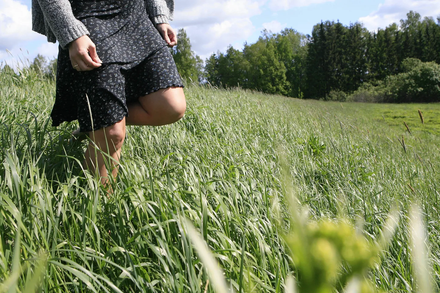Usinaid elanikke häirib naabruses lokkav hein.