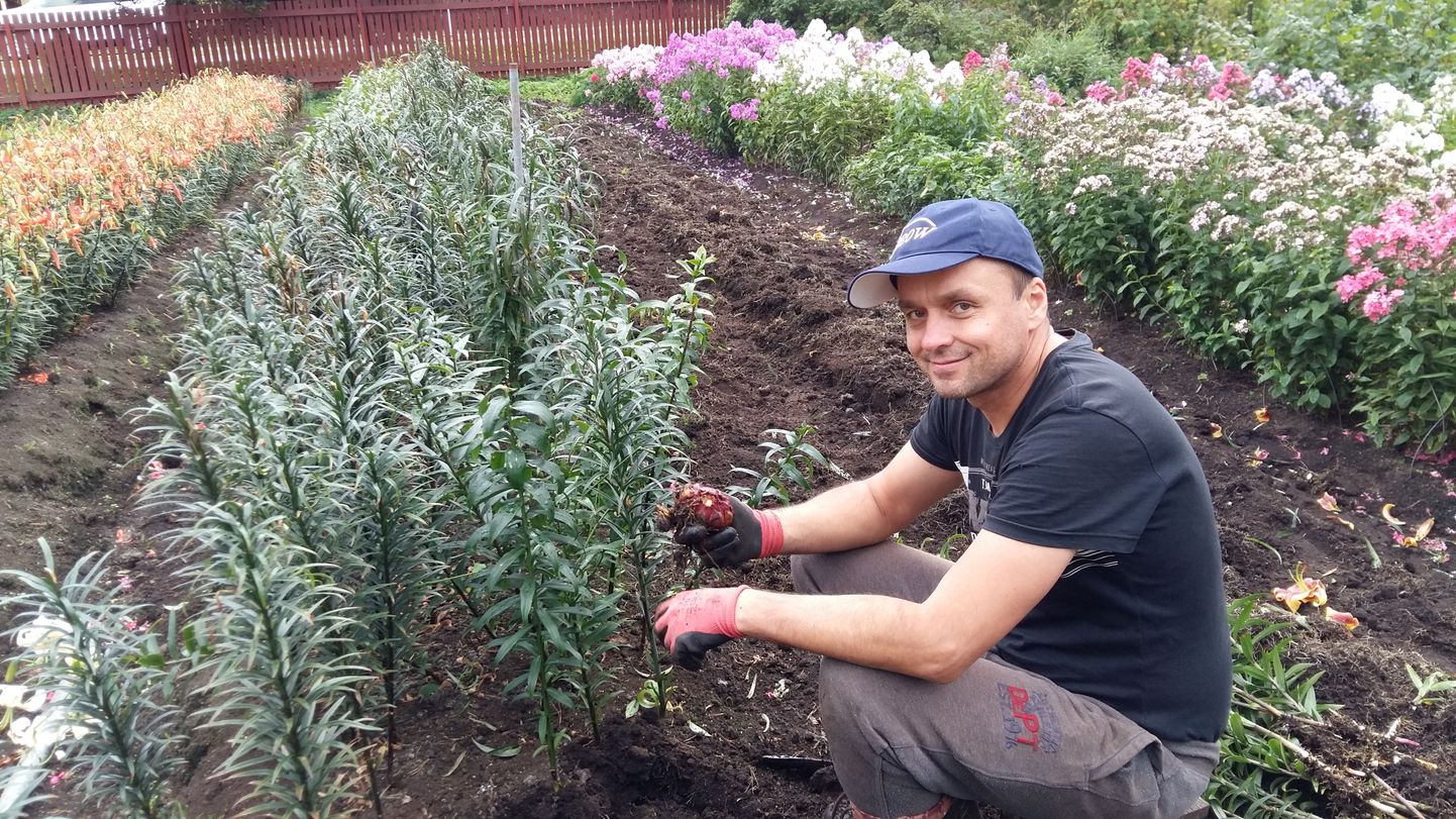 Kalle Kütt kinnitab et Saaremaa mullas kasvavad liiliasibulad eriti hästi.
2 X ERAKOGU