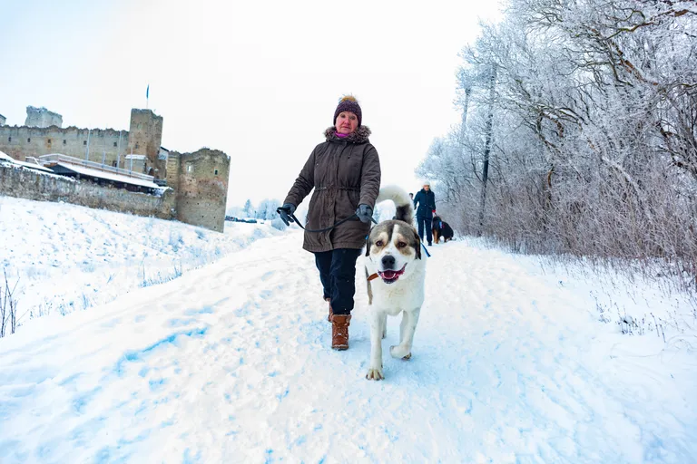 Рождественская прогулка с собаками в Раквере в честь столетия Эстонской Республики. 22 декабря 2018 года.