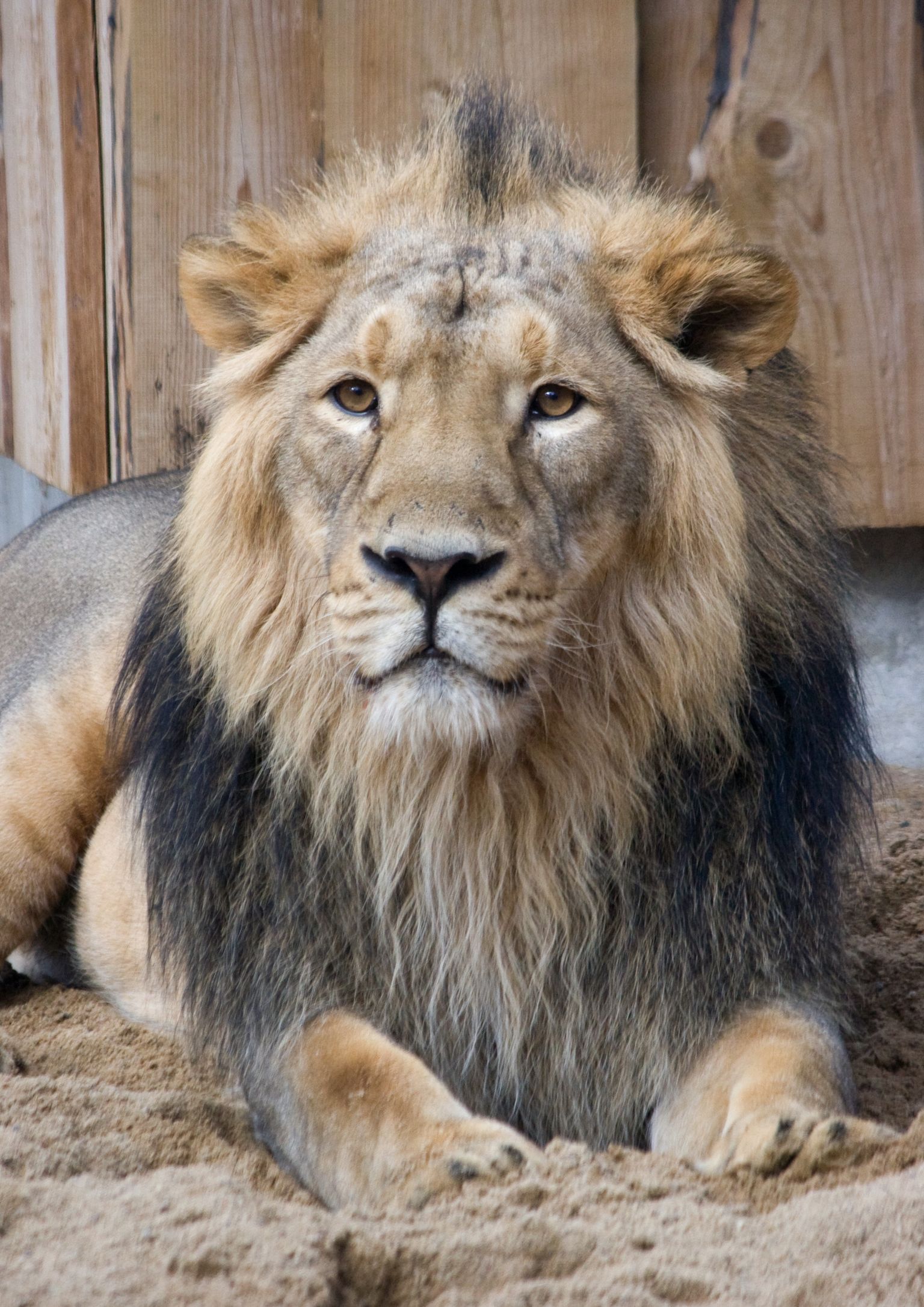 Азиатский лев по кличке Юна - жил в Таллиннском зоопарке.