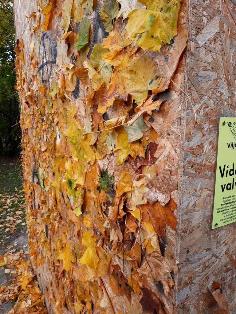 Õpetajad kleepisid õpetajate päeval Jaak Joala kastile mahalangenud puulehti.