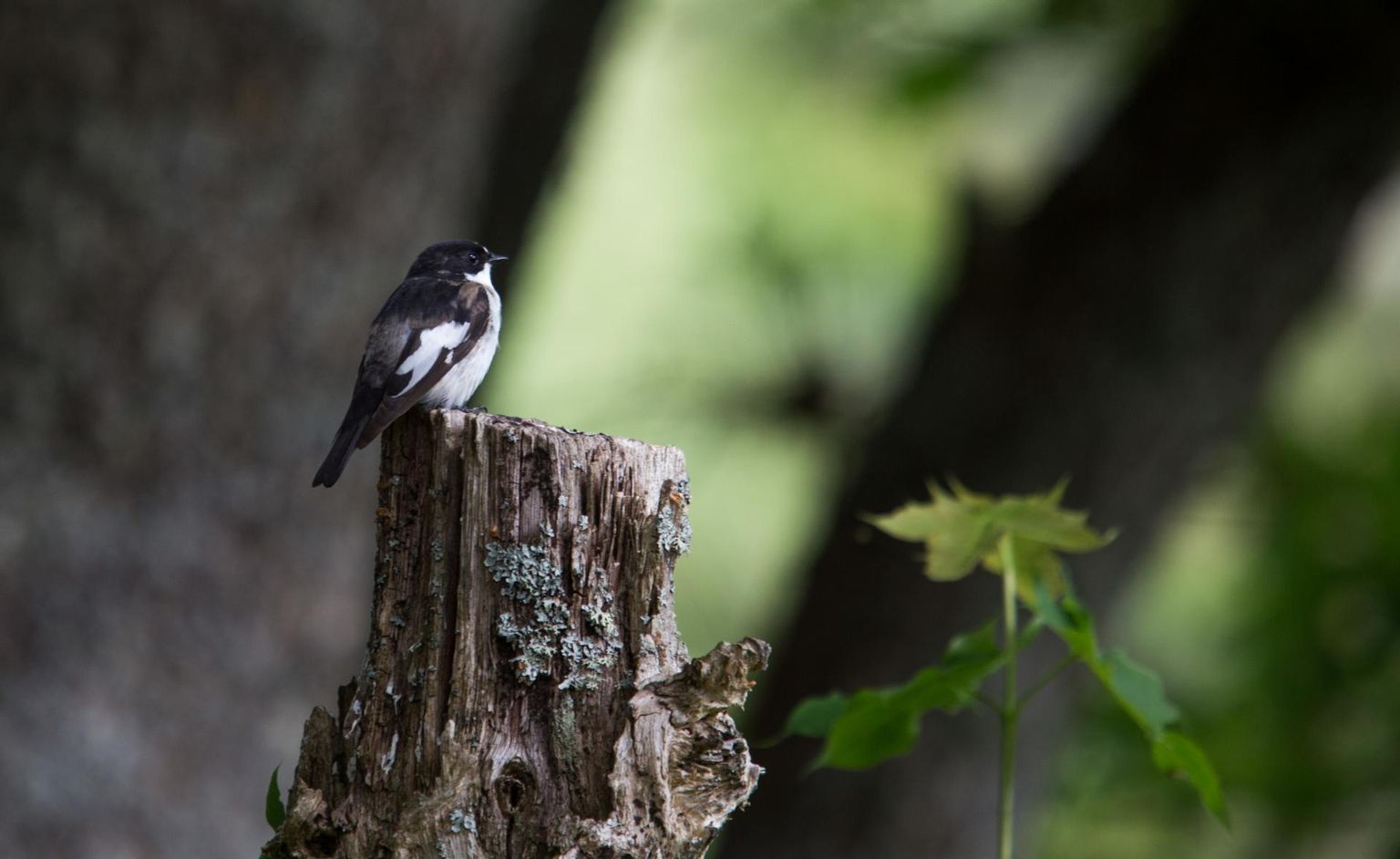Kevadsuvel metsas toimetades tuleb arvestada lindude pesitsusajaga.