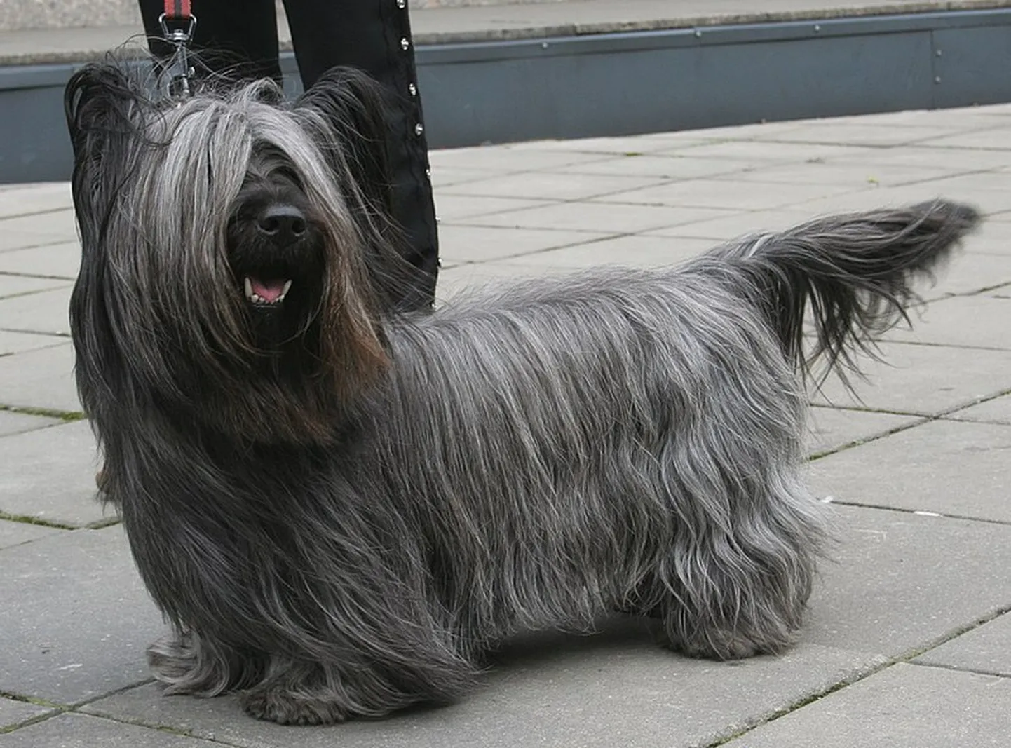 Skye terjer