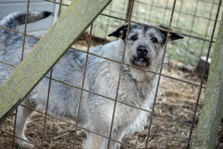 14 pikka kuud kodu oodanud krapsakas Donna sobib koju, kus pole lapsi ega muid lemmikloomi.