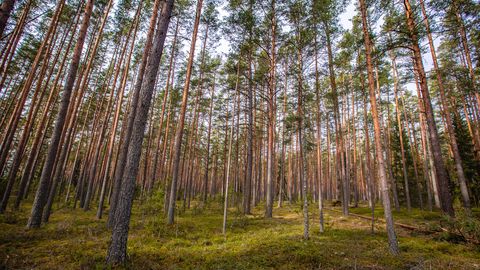 ФОТО ⟩ Жительница Эстонии, гулявшая в лесу, наткнулась на неожиданную находку под соснами: «Как с луны свалилось!»