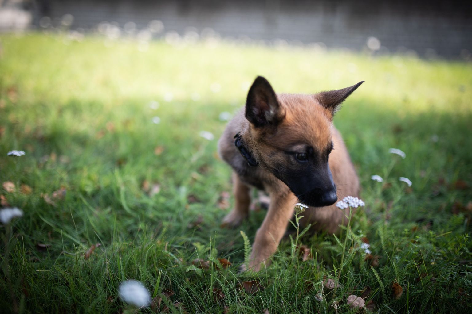 Ряды специального подразделения эстонской полиции K-komando пополнил двухмесячный щенок бельгийской овчарки по кличке Террор.