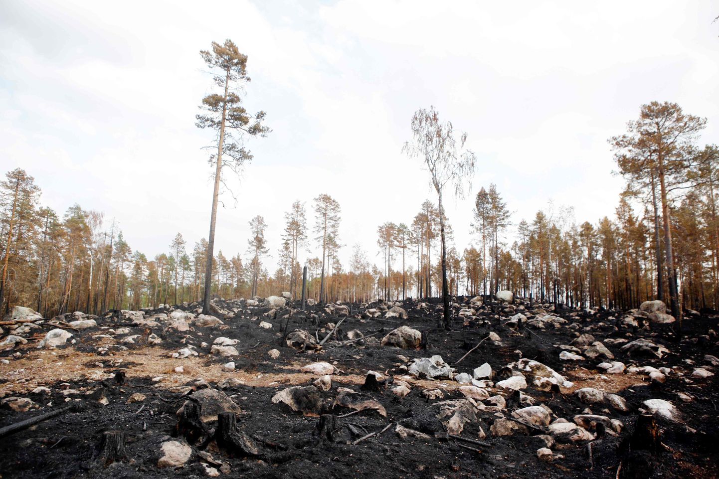 Põlenud mets Ljusdalis Kesk-Rootsis.