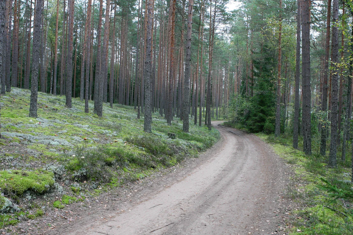 Kuunari emapuuks langetati mänd.