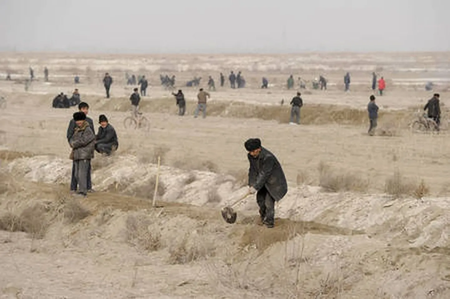 Uiguurid kohustuslikku tööd tegemas