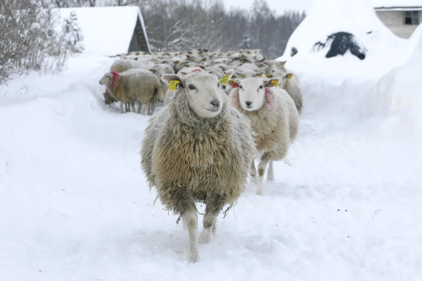 Palju lambapäid karges talveõhus — see on Murese tõukari Raassilla külas.
