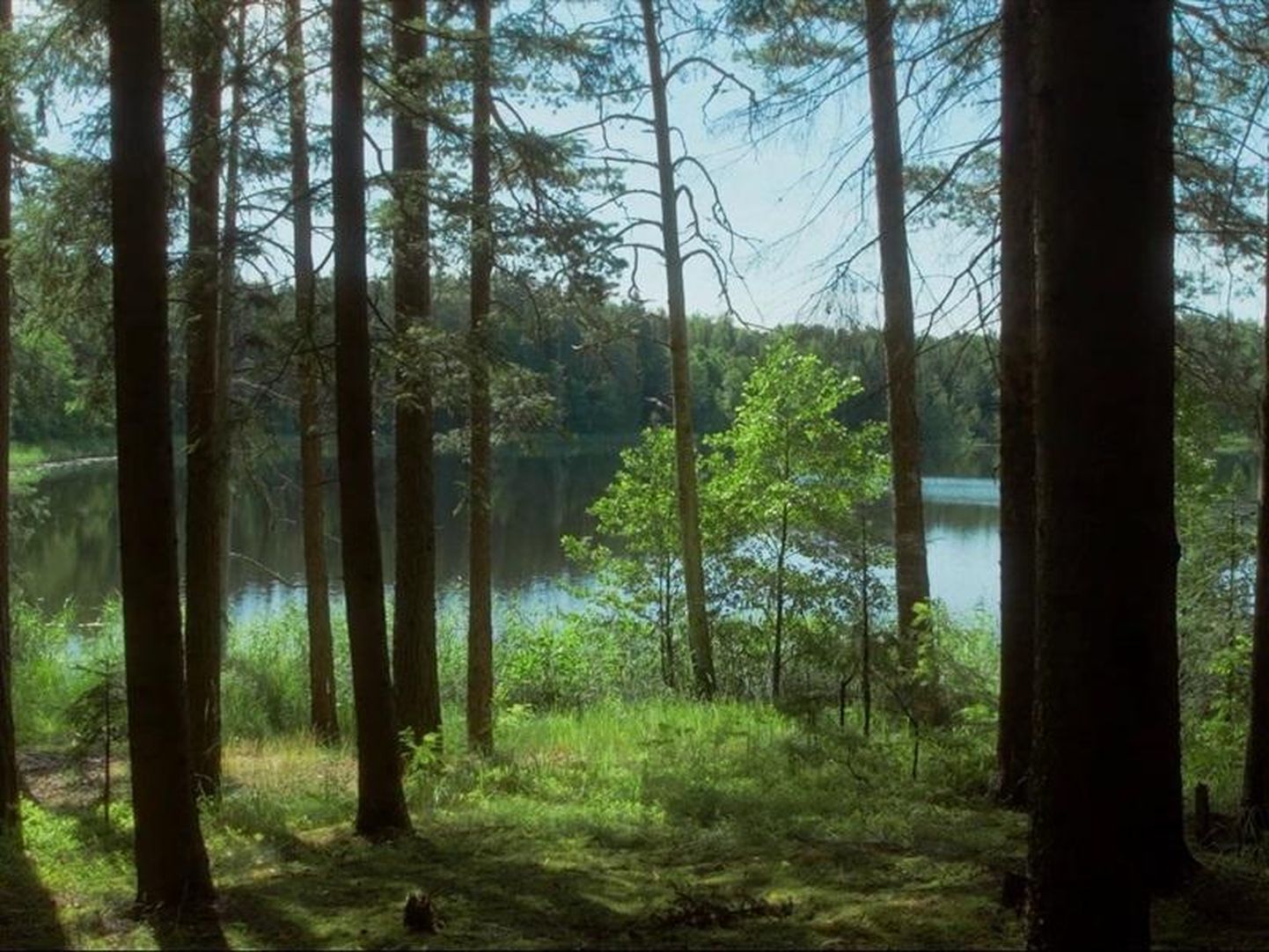 «Vara küpse» tegemisel filmis Martti Helde metsa mitmekümnes kohas üle Eesti, et jäädvustada kaduv vara.