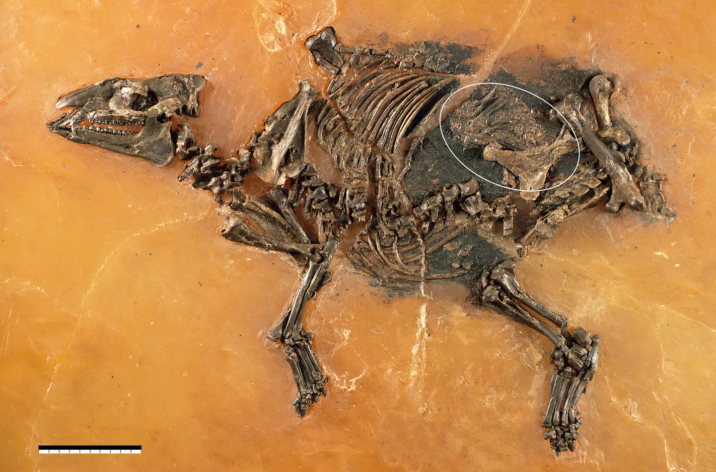 Eurohippus messelensis
