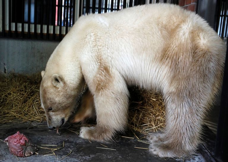 Jääkaru Krasnojarski loomaaia karantiinis toore lihaga maiustamas.