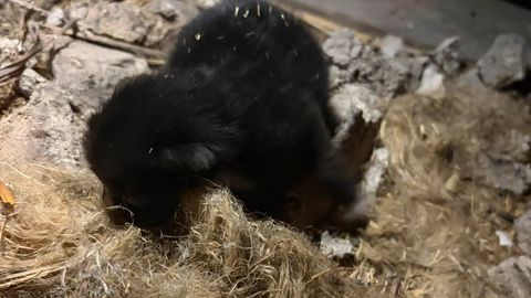 Pääsesid viimasel hetkel: pööningult leiti pisikesed kassipojad, kelle ema oli kadunud