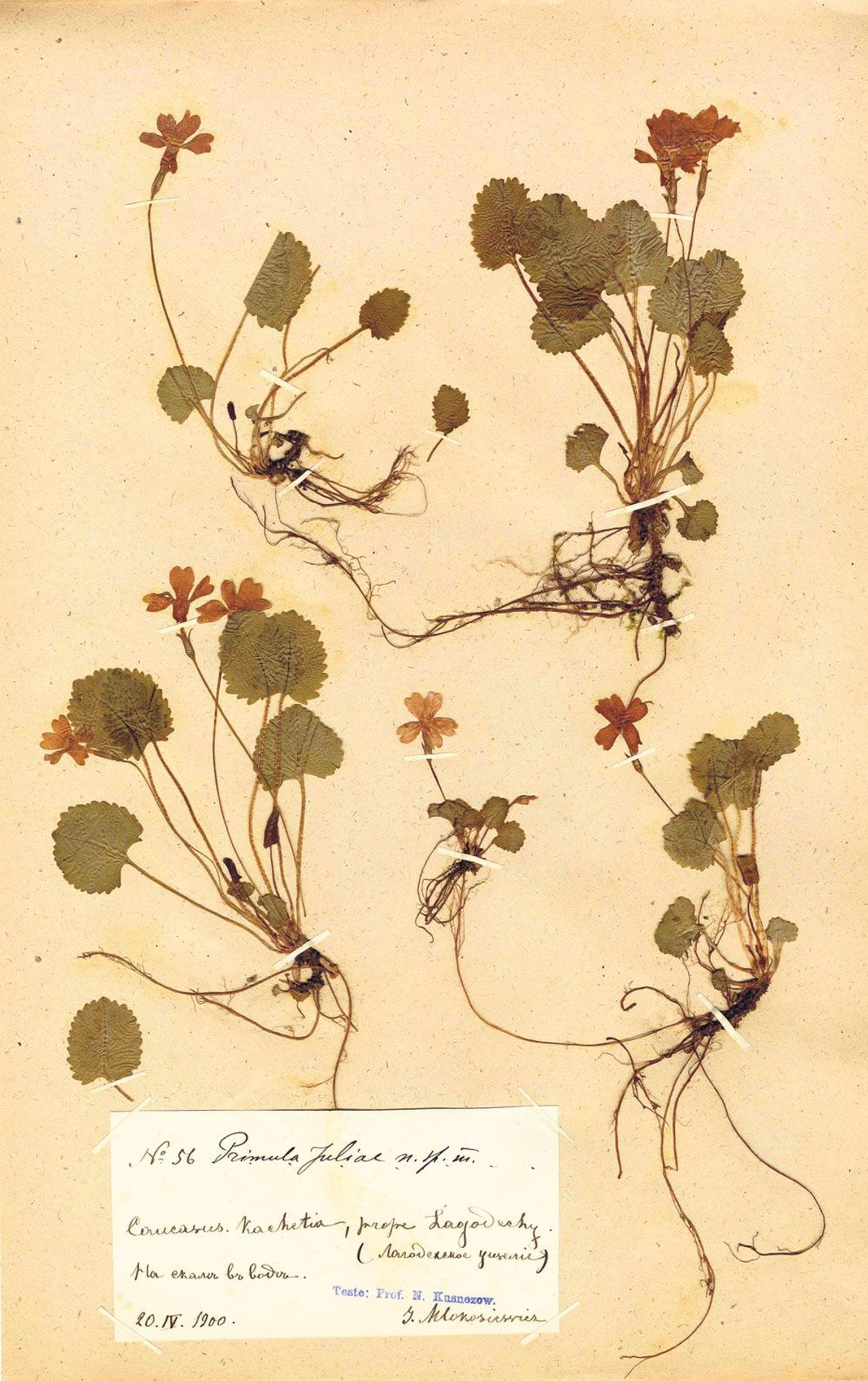 Primula juliae tüüpeksemplar TÜ soontaimede herbaariumis. Taimenäidis 20. aprillist 1900, korjatud Kaukaasiast.
