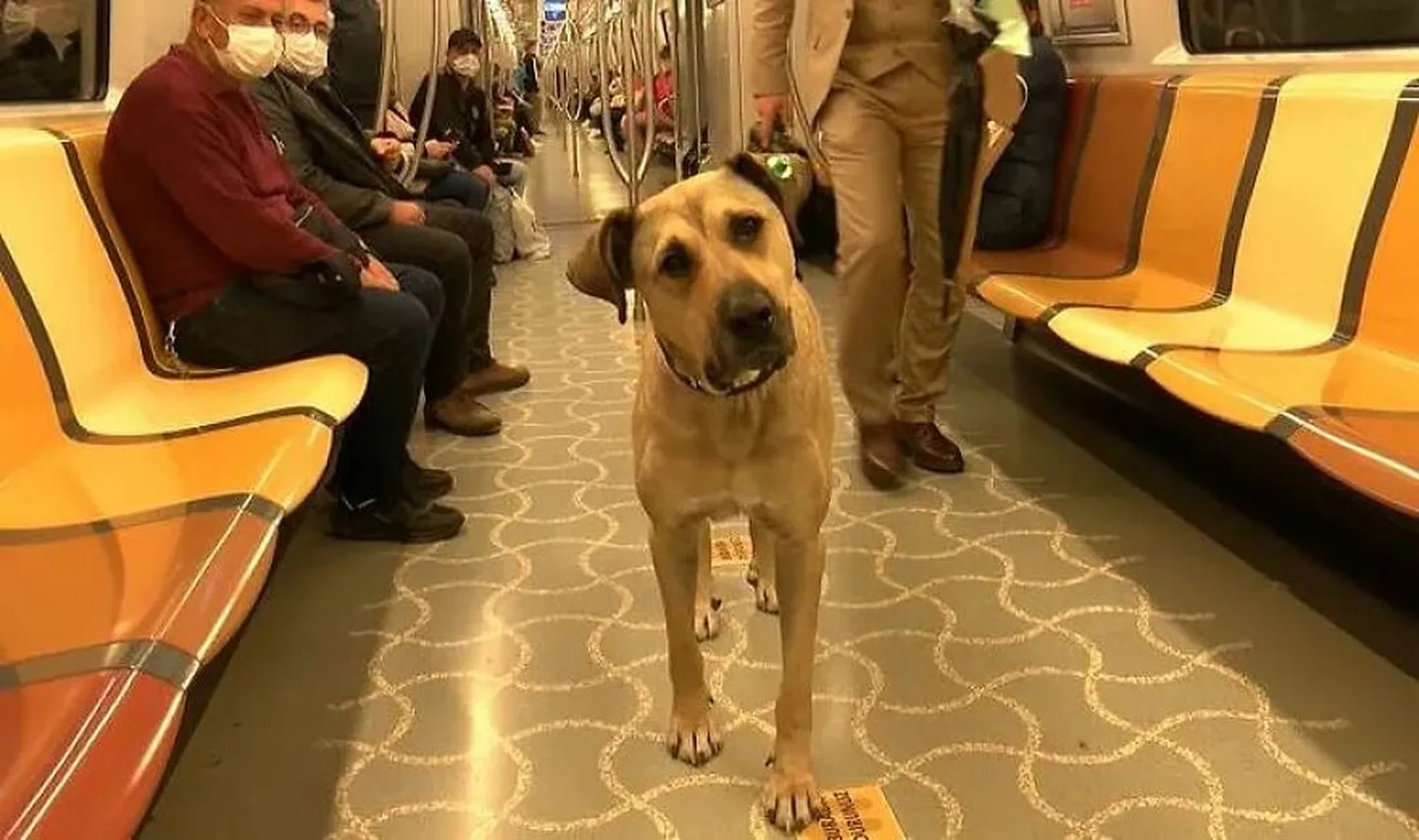 Turcijas interneta slavenība Bodžo vienatnē pārvietojas ar metro.