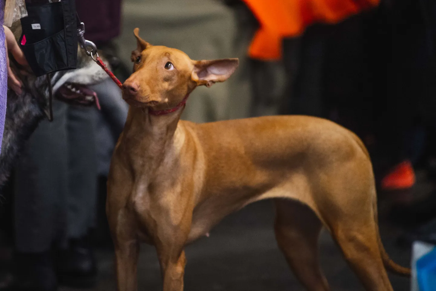 Foto: Ieskats pavasara lielākajā dzīvnieku izstādē “PetExpo 2019”