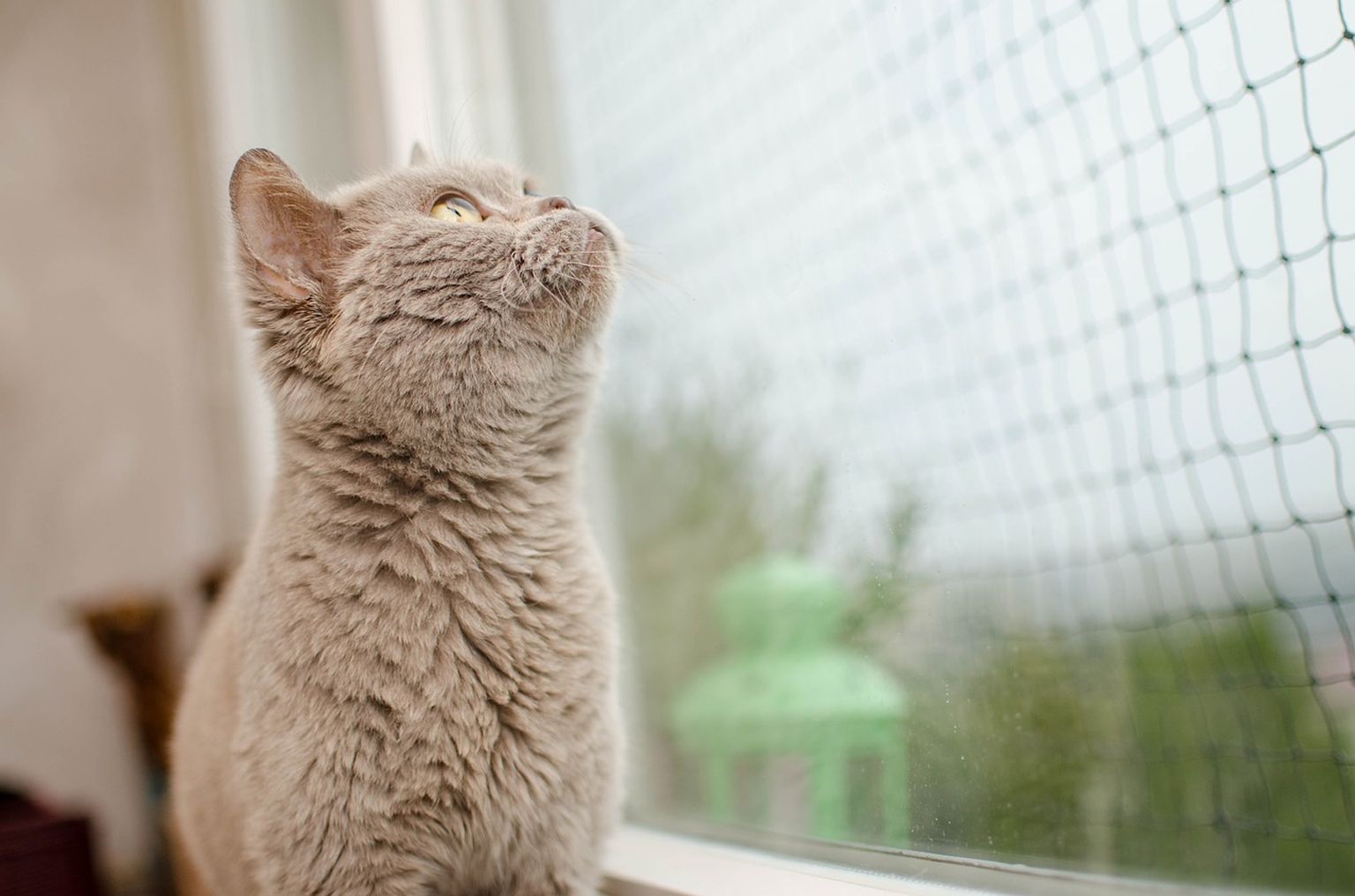 Loomaomanikud, kes lasevad oma lemmikul avatud aknal istuda, sageli ei arvestagi, et kassi ei saa usaldada nagu inimest.