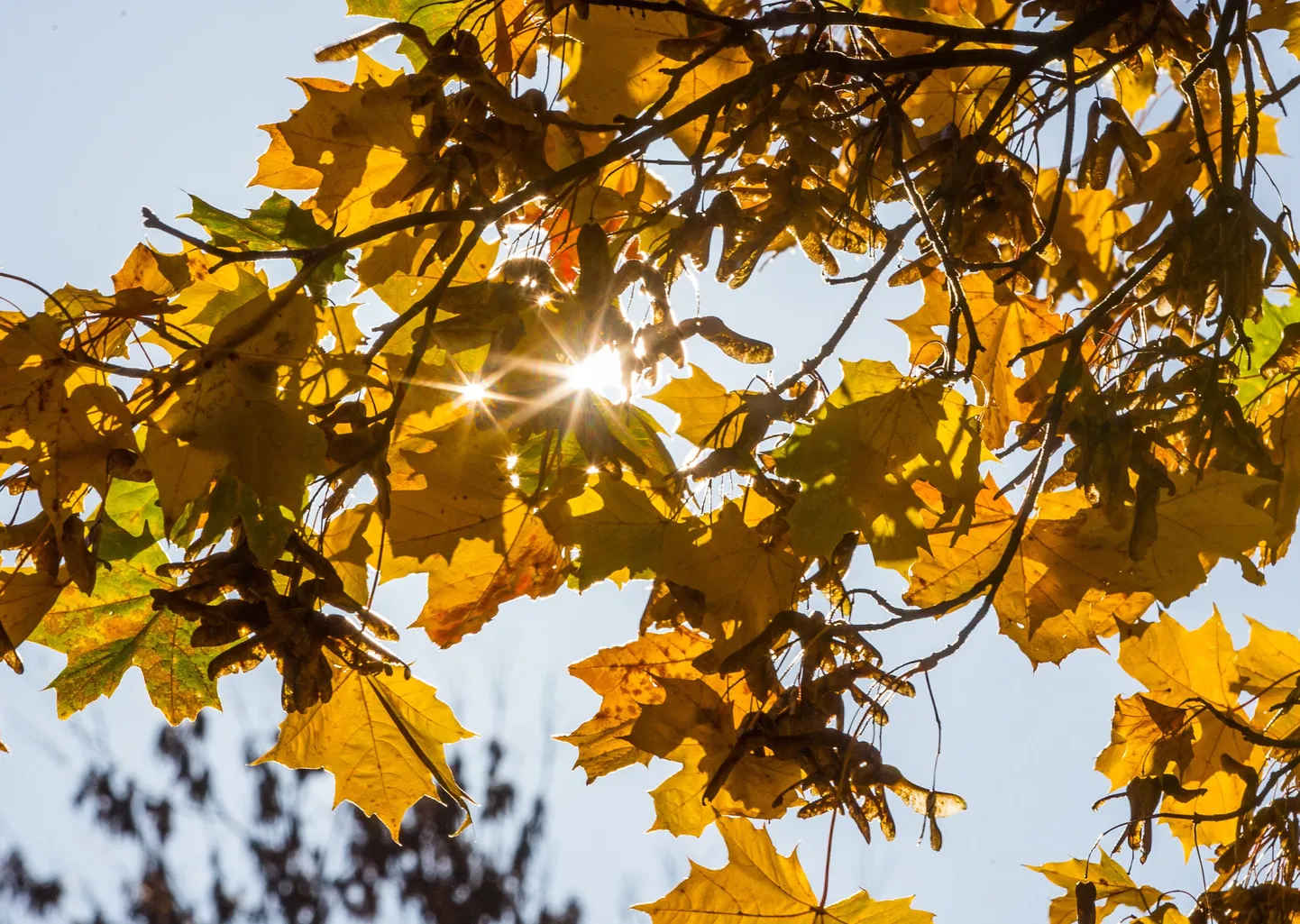 Ka linnades leidub parke, kuhu jalutama minna