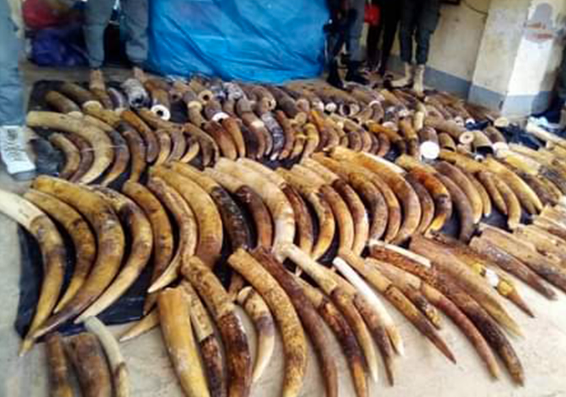 Kameruni politsei sai salaküttidelt kätte 1,3 tonni elevandikihvu.
