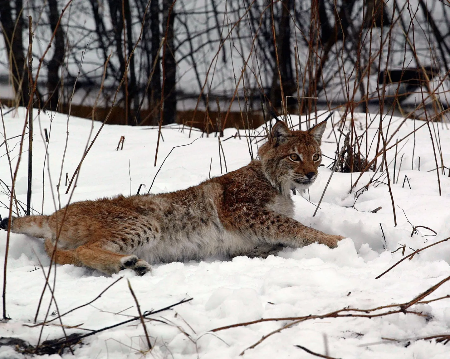 Ilves. Foto on illustreeriv.