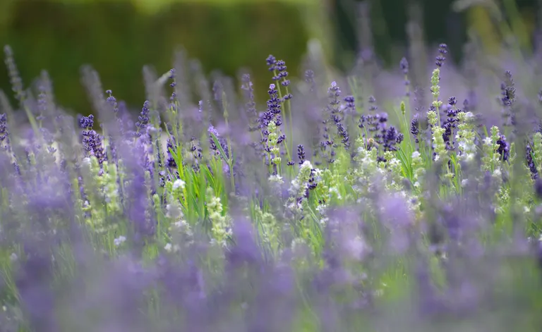 Fotol on lavendel