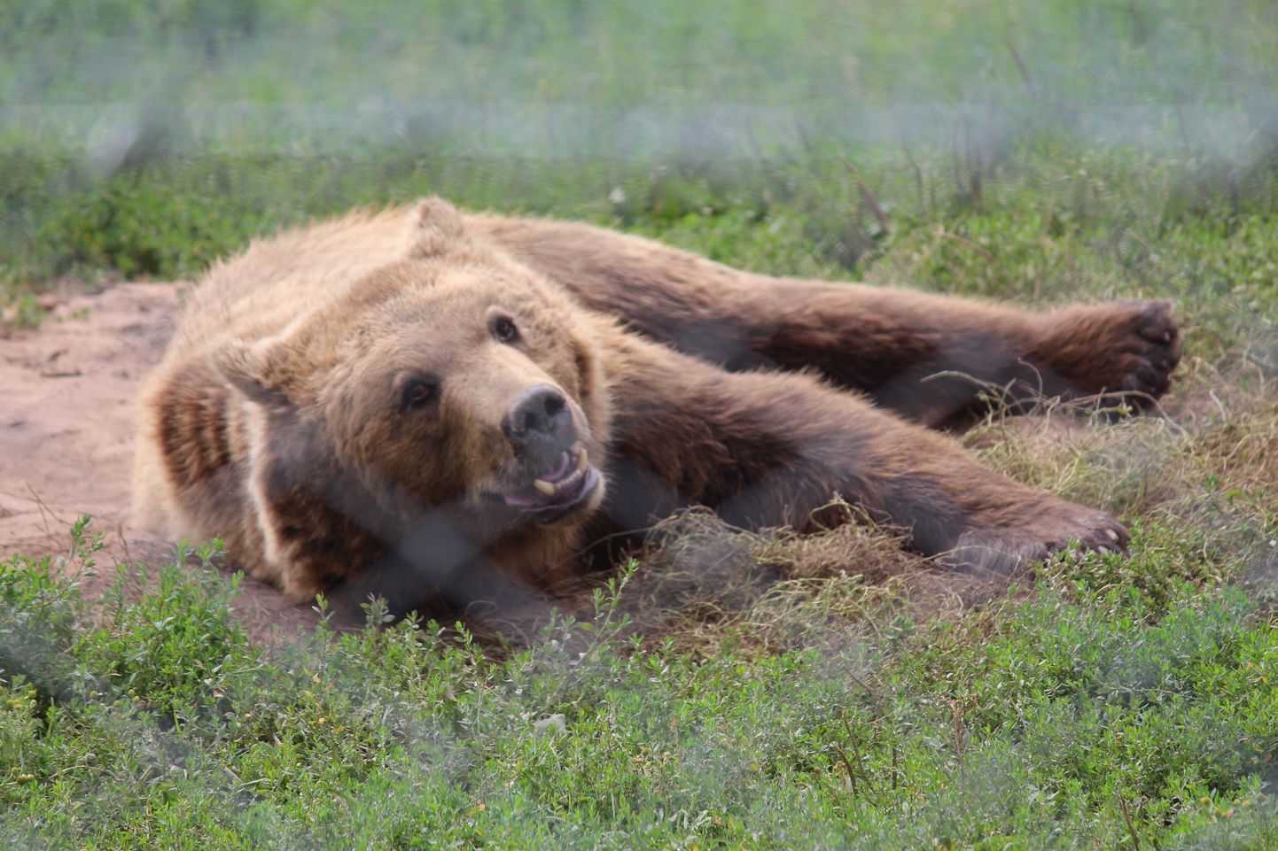 В парке Алавески живут восемь бурых медведей.