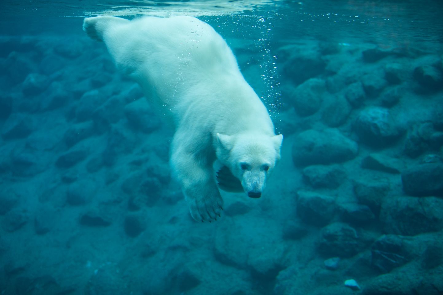 Jääkaru Aron ujumas.