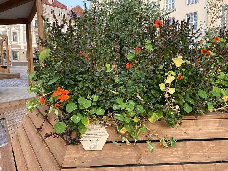 Meelerahu leiab ka Tallinna raekoja platsilt.