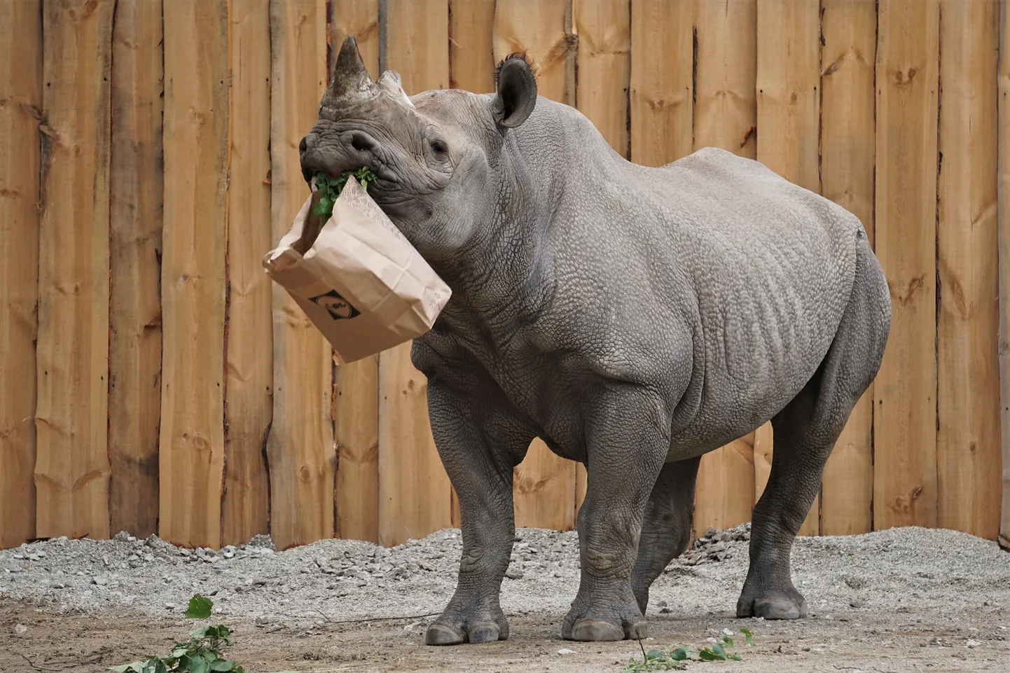 Tallinas Zooloģiskajā dārzā iemidzina tā pēdējo degunradzi