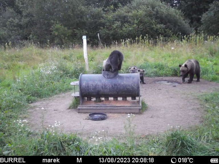 Медведица с тремя медвежатами в Йыгевамаа.