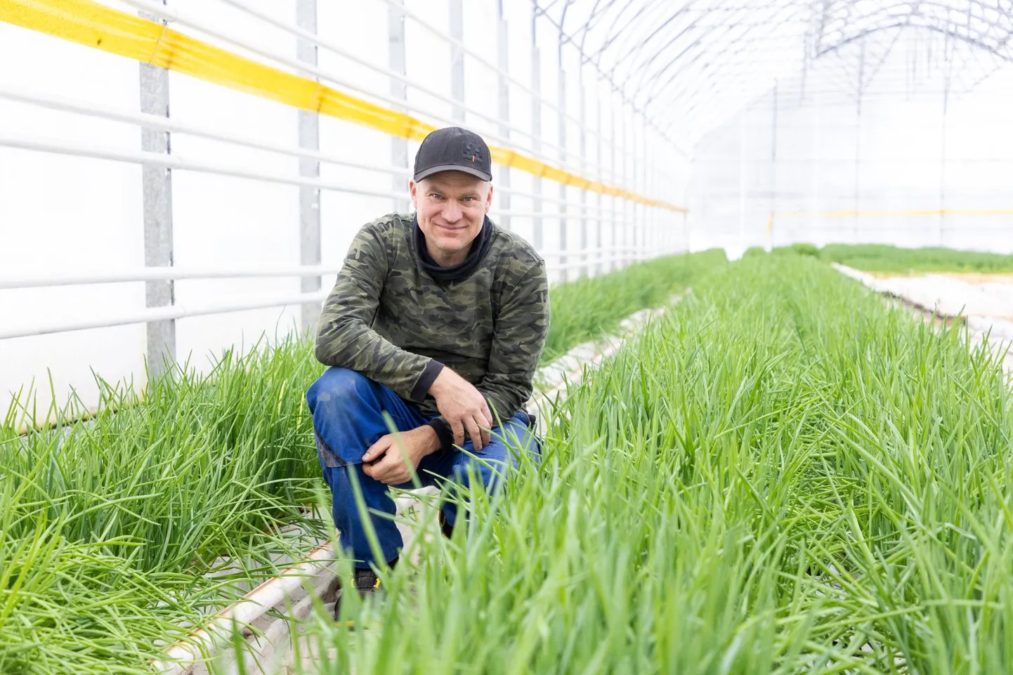 Talvise sibulakasvatuse võttis Eistvere aiandi juht Kuido Paimla ette selleks, et aiandushooaja vahepealsel ajal nina vee peal hoida. Rohelise müük on läinud hästi, ent võiks tema hinnangul loomulikult parem olla.