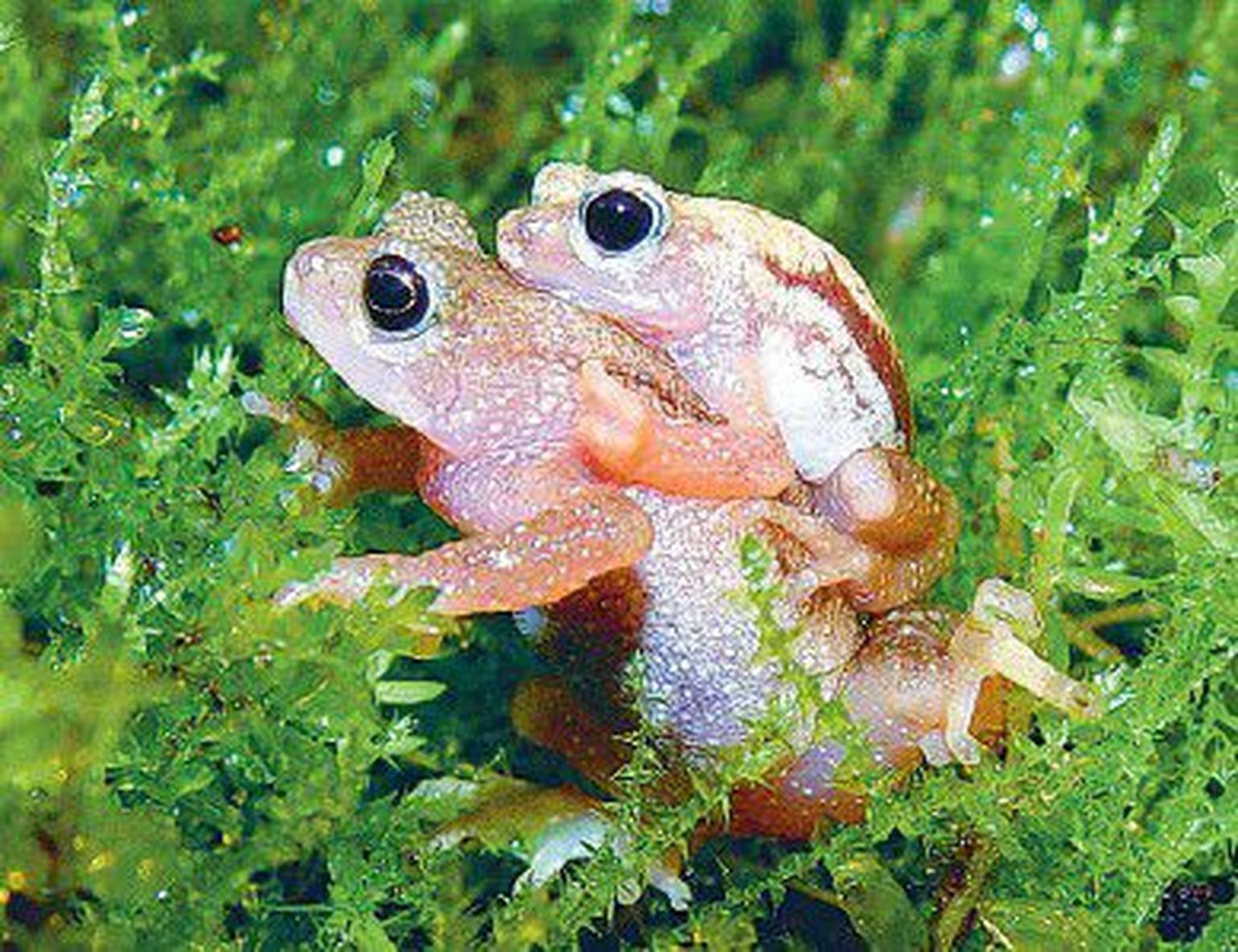 В список исчезнувших из дикой природы животных добавилась жаба-брызгун Киханси (Nectophrynoides asperginis).