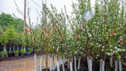 Harjumaale ja Lõuna-Eestisse sobivad istutamiseks erinevad õunasordid